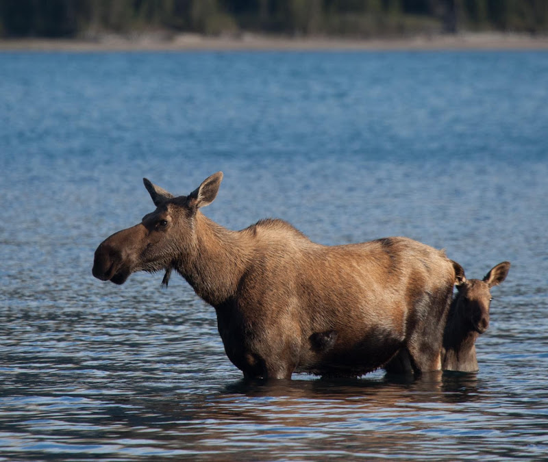 Moose in water at Moose Lake, Northern BC.