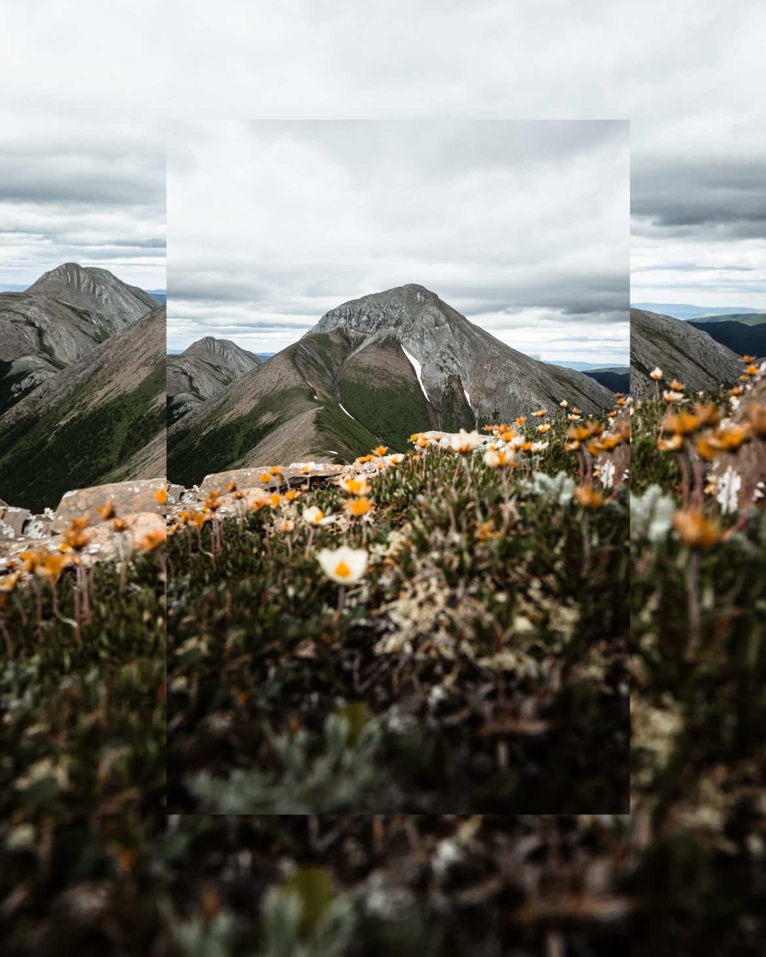Alpine wildflowers with mountain peak — photo by Court Jacobs