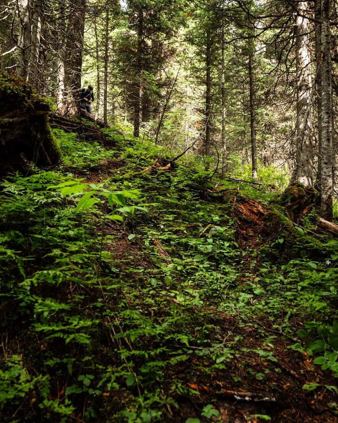 Dense subalpine forest trail — photo by Court Jacobs