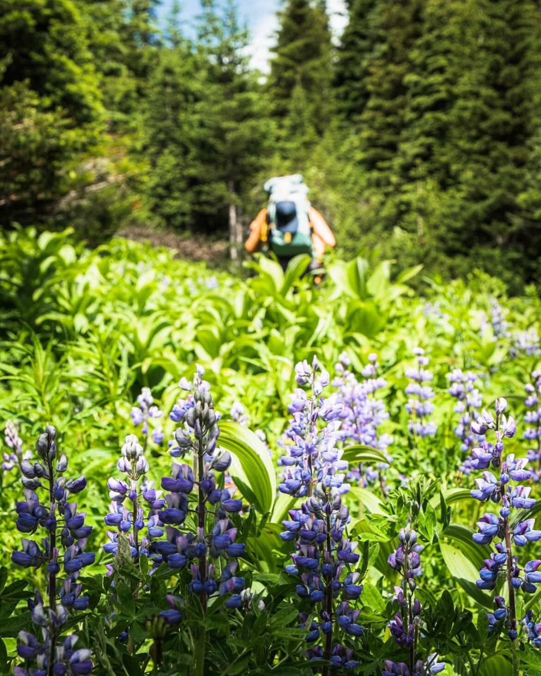 Backpacker through lupine field — Court Jacobs